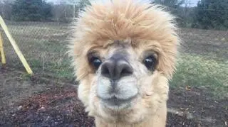 Jędrzejak i puchate chłopaki z "Papa Dance" ;)