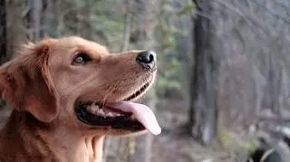 Karma dla psa z owadów - innowacyjne rozwiązanie nie tylko dla psów z alergią?