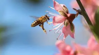 Pszczoła zbiera pyłek