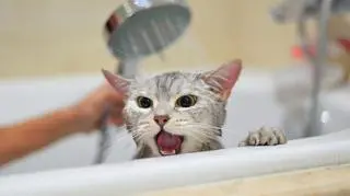 Kot boi się kąpieli
