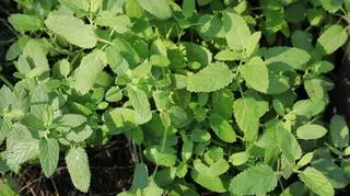 kocimiętka Faassena