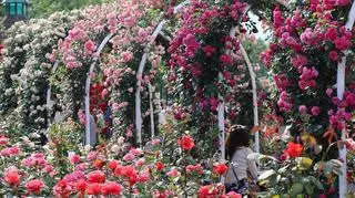 Róża okrywowa – czerwona, biała, różowa i żółta. Jakie odmiany warto sadzić w ogrodzie?