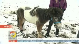Louis - jedyny w Polsce kucyk z protezą nogi