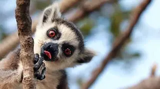 Lemur. Madagaskar
