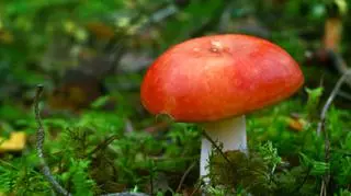 Gołąbek grzyb w lesie. 