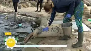 Jak zachowywać się w fokarium?