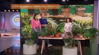 Domowe rośliny budzą się do życia