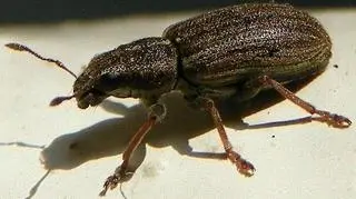 oprzędznik szary nad Bałtykiem