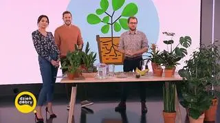 Naturalne odzywki wzmacniające dla roślin