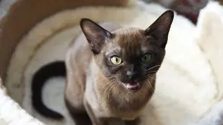 Kot birmański