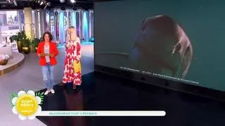 W Bałtyku żyją trzy gatunki rekinów. "Shark week" już od 12 lipca w Player.pl