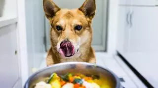 pies je ugotowany obiad