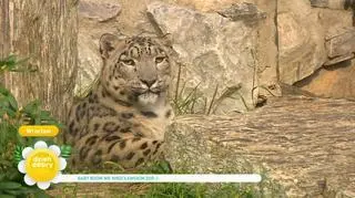 Młode zwierzęta w zoo we Wrocławiu: foki, pantery, kapibary, bantengi