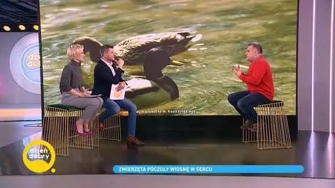 Jak wygląda miłość zwierząt