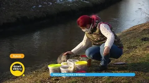 Rybnik. W rzece zamieszkały nutrie