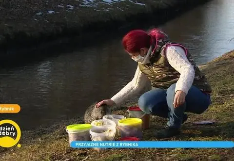 Rybnik. W rzece zamieszkały nutrie