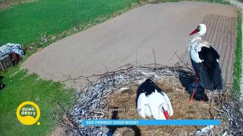Wiosna. Bociany wracają do Polski