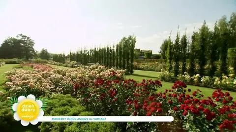 Aflopark w Pabianicach, czyli ogród Andrzeja Furmana
