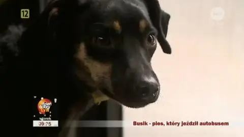 Busik adoptowany! To wielki pieszczoch! 