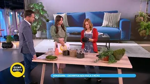 Kokedama. Kula z mchu, która udekoruje twoje mieszkanie