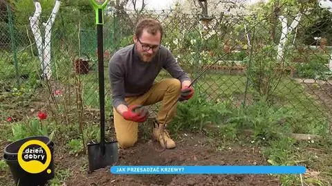 Przesadzanie krzewów w ogrodzie. Jak i kiedy najlepiej to zrobić? Co i kiedy wysiewać?