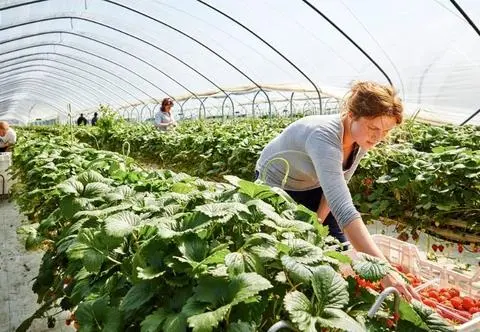 Nowy raport EWG. Oto najbardziej toksyczne owoce i warzywa na świecie