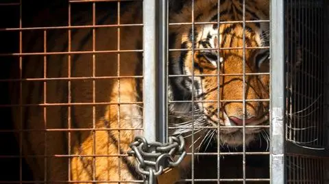 Tygrysy utknęły na granicy z Białorusią. Zajmie się nimi zoo w Poznaniu