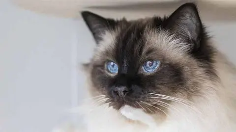 Ragdoll – hodowla, charakter. Jaki jest kot ragdoll? | Dzień Dobry TVN