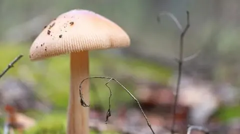 Grzyby blaszkowe - jadalne, niejadalne, trujące | Dzień Dobry TVN