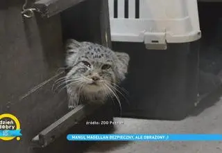 Manul wrócił do zoo w Poznaniu. Jak czuje się dziki kot?