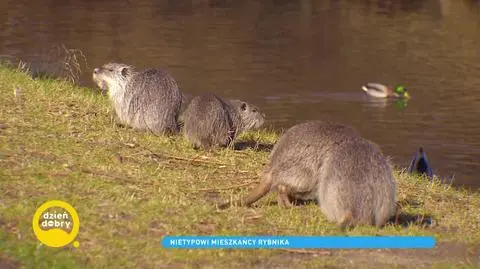 Przesympatyczne nutrie opanowały Rybnik. Nowi mieszkańcy domagają się opieki