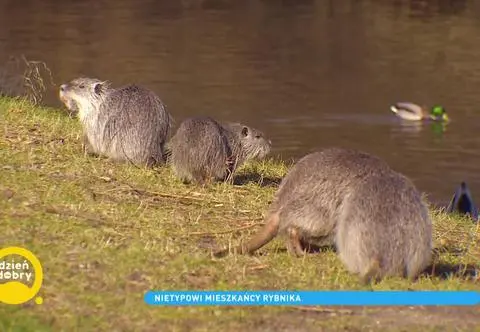 Przesympatyczne nutrie opanowały Rybnik. Nowi mieszkańcy domagają się opieki
