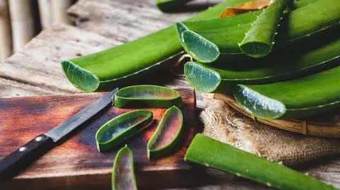 Aloes - zastosowanie, właściwości. Jak korzystać? | Dzień Dobry TVN