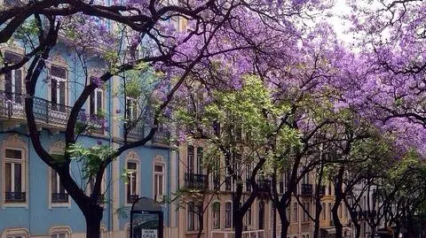 Paulownia puszysta - jak często przycinać drzewko? | Dzień Dobry TVN