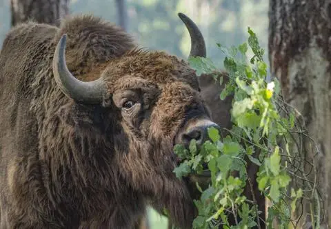 Puszcza Białowieska - ciekawostki i atrakcje