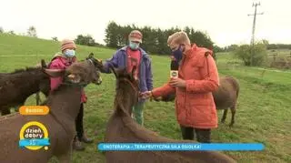 Onoterapia, czyli niezwykła moc osłów. Światowy Dzień Osła