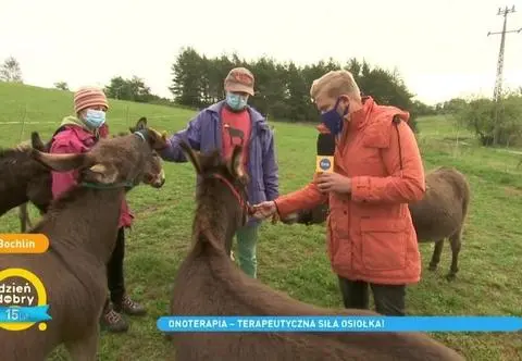 Onoterapia, czyli niezwykła moc osłów. Światowy Dzień Osła