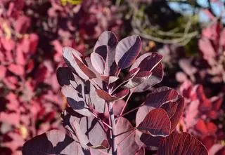 Perukowiec royal purple – jak przycinać? I Dzień Dobry TVN