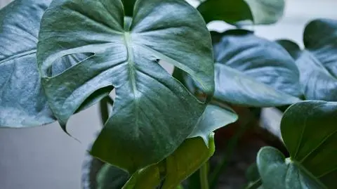 Monstera - uprawa i pielęgnacja. Jak dbać? | Dzień Dobry TVN