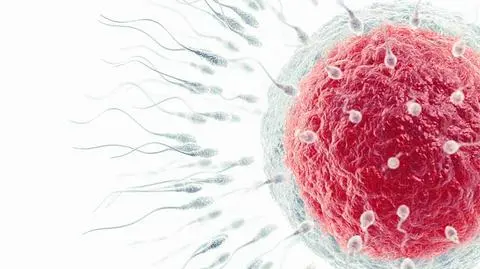 Niska jakość nasienia powodem poronień? 
