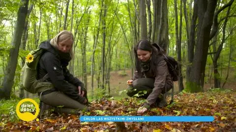 Olga Maj i Dorota Stobiecka edukują społeczeństwo. Dlaczego ludzie boja się lasu?