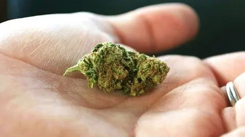 Medyczna marihuana w aptekach. Gdzie kupić? Od kiedy dostępna? Ile kosztuje?