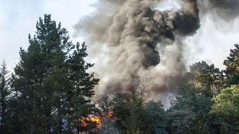 Spalił się dąb Mieszko I - najstarsze drzewo w stolicy