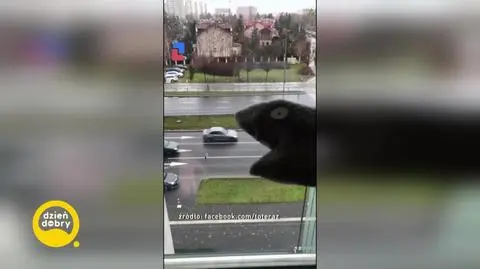 Żarłoczny potwór z ToTeraz