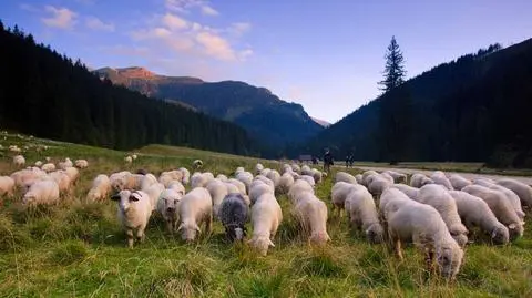 Dolina Kościeliska - co warto zobaczyć? Atrakcje