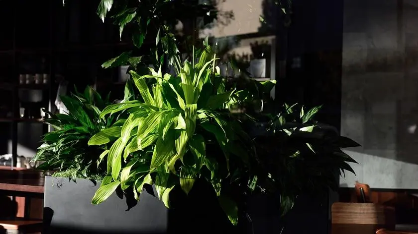 Dracena choroby - jak rozpozna symptomy? | Dzie Dobry TVN - Dzie Dobry  TVN