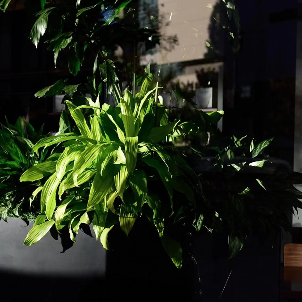 Dracena choroby - jak rozpozna symptomy? | Dzie Dobry TVN - Dzie Dobry  TVN