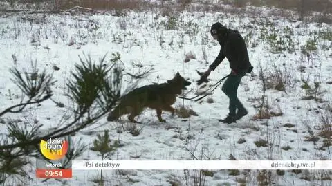Detektyw, który tropi zaginione psy.
