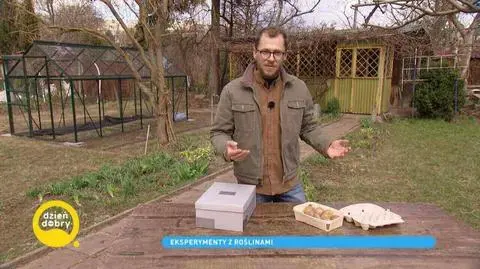 Proste eksperymenty z ziemniakiem i rzeżuchą. Dzieci będą zachwycone