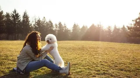 Bichon frise – charakter, pielęgnacja, opis rasy | Dzień Dobry TVN